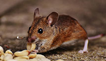 24 Hour & Emergency Exterminators in Huntsburg, OH